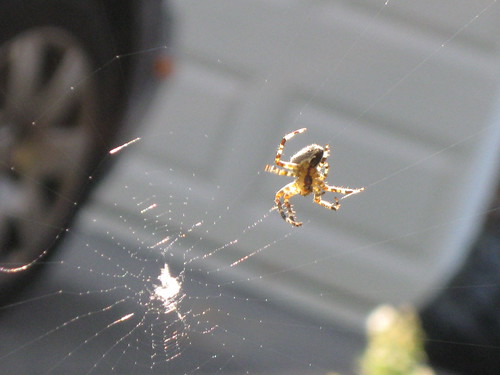 found a spider spinning a web