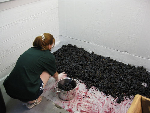 collecting the grapes