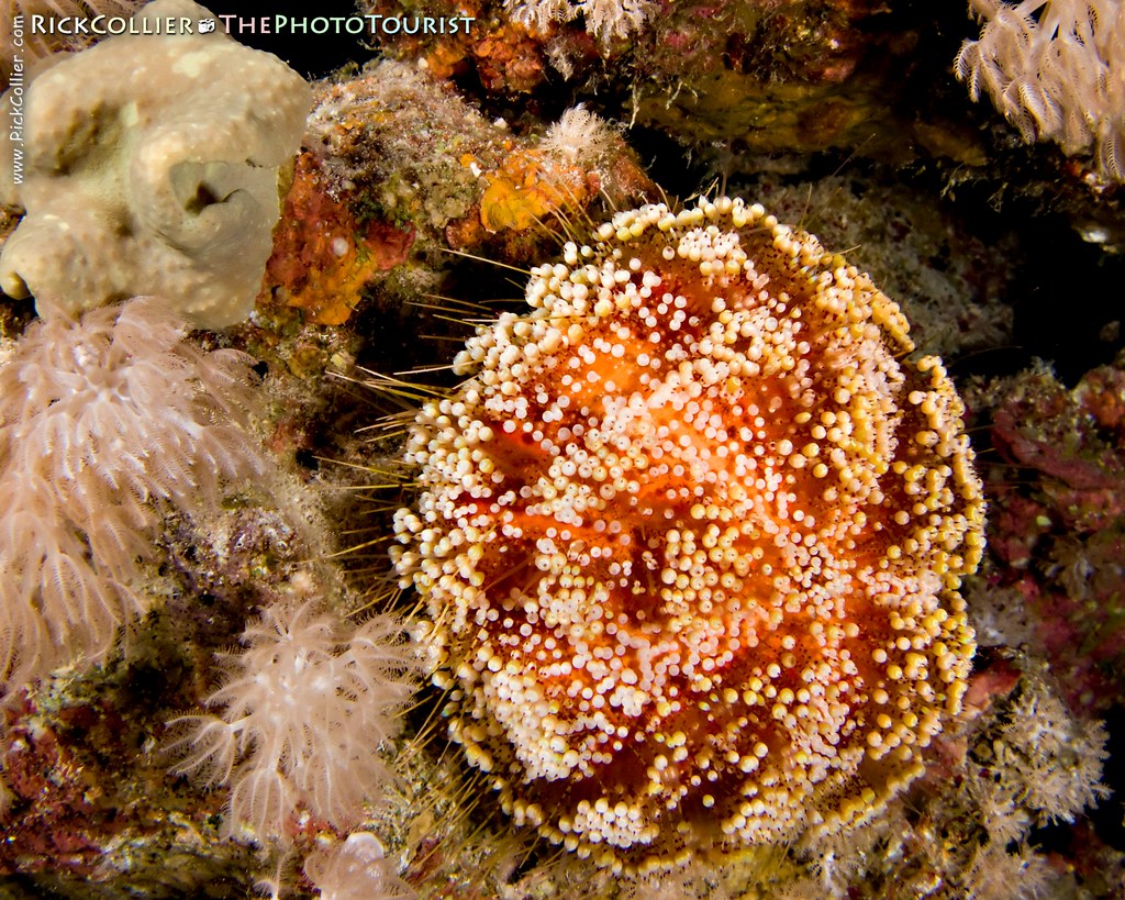 A pincushion sea urchin hunts across the reef on its extended tubular 'feet'.