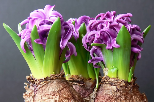 Hyacinth Flower Bulb