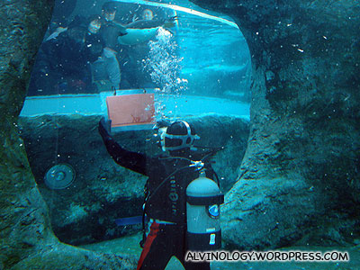 A diver in the penguin enclosure feeding them