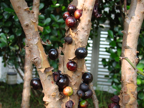 Jabuticaba (Myrciaria cauliflora) fruits, mother´s home, Sao paulo. Brazilian native