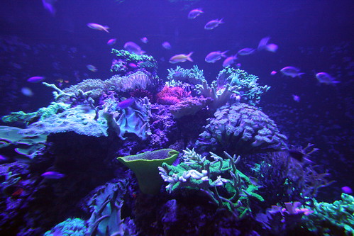Lisbon Day 4 62 Oceanario fluorescent corals