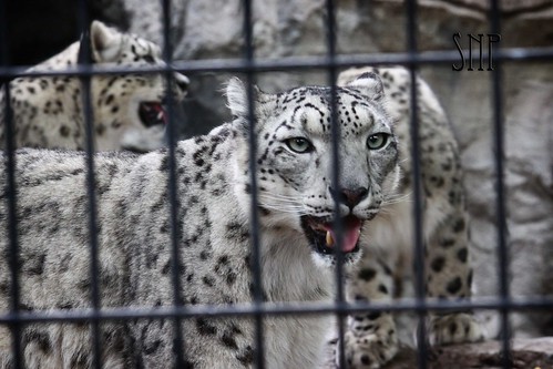 . snow leopards .