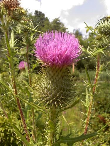 scottish thistle jewelry. I once thought I'd want a thistle tattoo