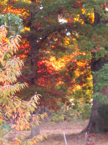 Morning Sun in Autumn Trees