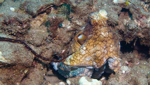 Day Octopus Mating