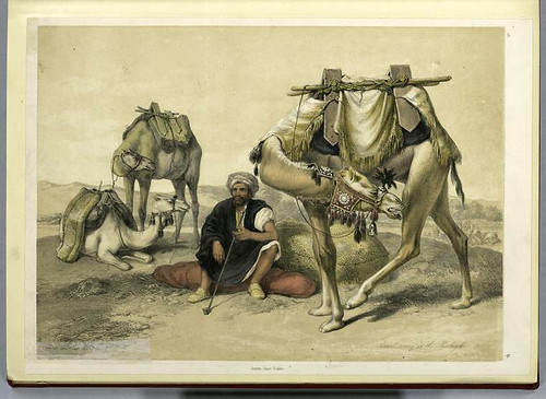 Camellos descansando en el Shekiyeh 1851