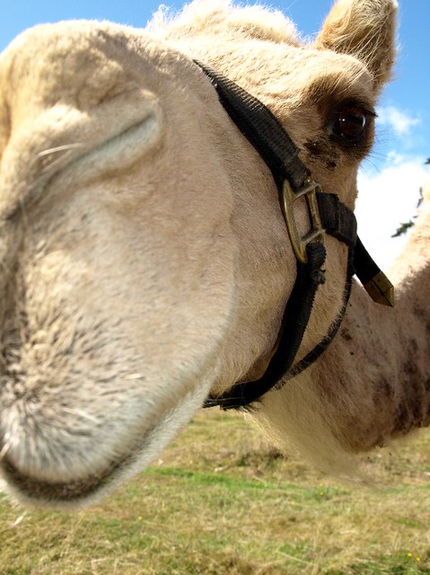 Up Close Camel