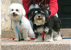 austin doggies! (Rembrandt LeBeau Andretti) Tags: dogs bichon havanese