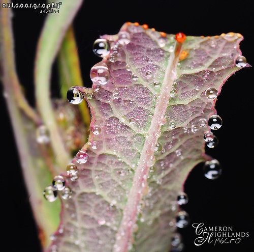 Outdoorgraphy™ : Drops of Jupiter