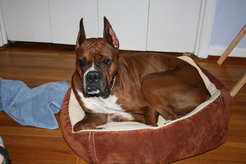 Zeke in Trixie's bed
