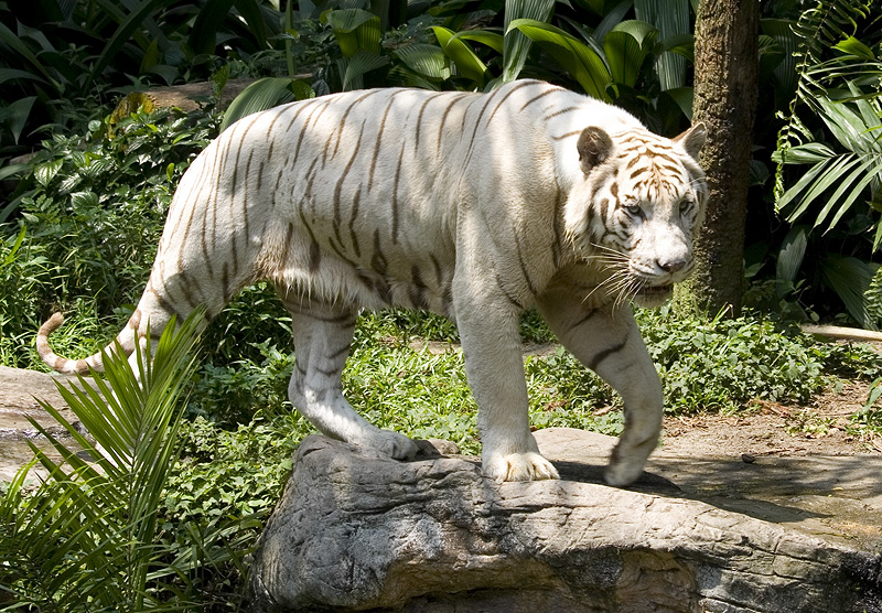 Singapore Zoo Pictures