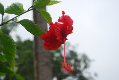 Hibiscus in National Park