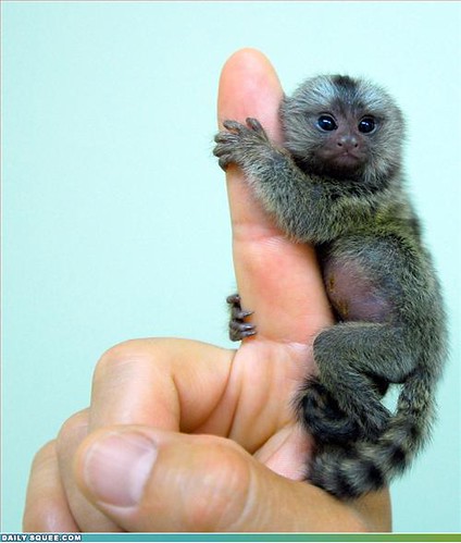 teeny baby marmoset clinging to a finger