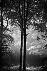 Misty Friston Forest