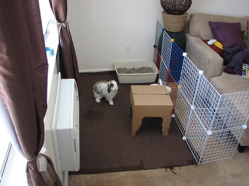 empty bunny area and confused betsy