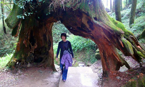 giant tree trail, alishan