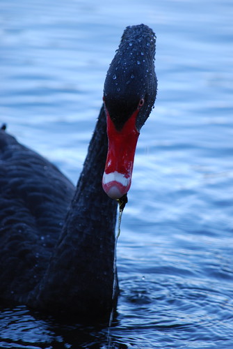 swan with food