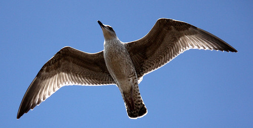 Seagull baklit