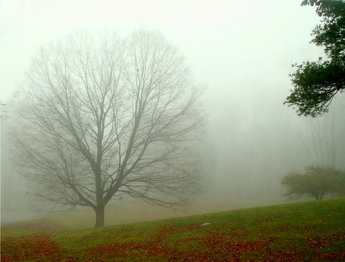 Misty Autumn by natureluv.