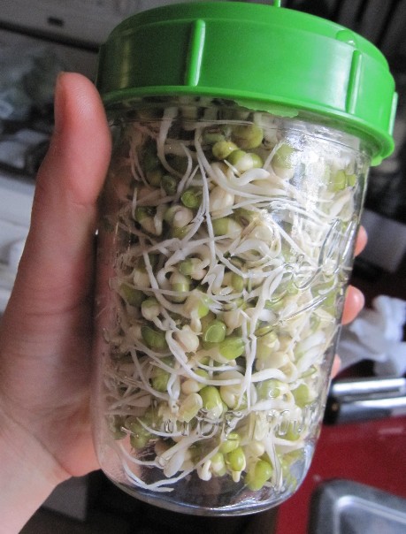 Holy Sprouts