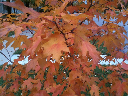 Fall leaves in Manhattan, Kansas