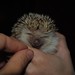 Hedgehog-Smilin' Lucy