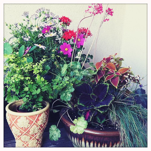 a few containers in my garden