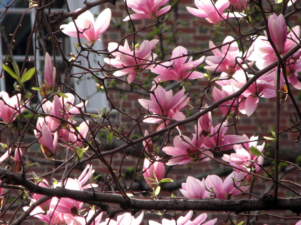 04.16.09 Magnolias