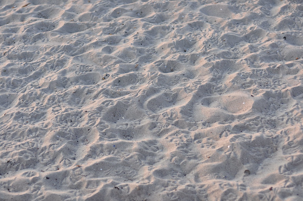 seagulls' footprints
