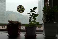화분들 뒤로 창에 맺힌 빗물