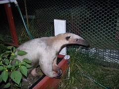 Anteater in the garden