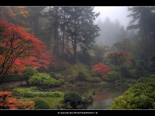 One Foggy Fall Morning at Portland Japanese Garden by David Gn Photography