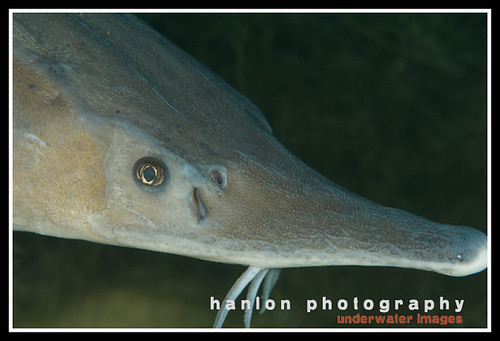 Capernwray fish portraits-2