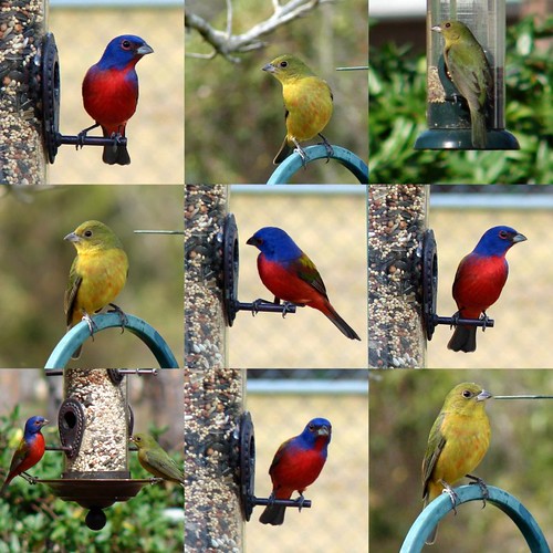 Painted Bunting Collage