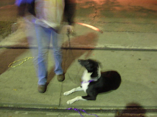 Dog on the parade route
