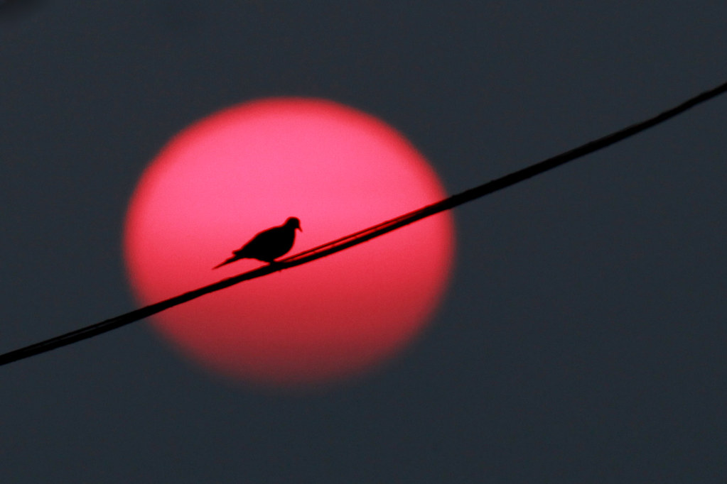 Dove against evening sun