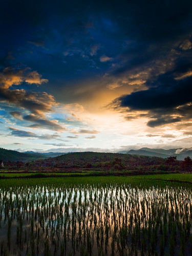 フリー画像|自然風景|田園風景|田んぼ/水田|稲/イネ|タイ風景|フリー素材|