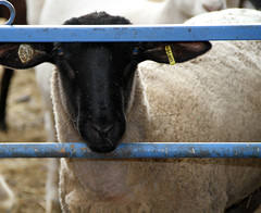Suffolk x Hamp ram lamb