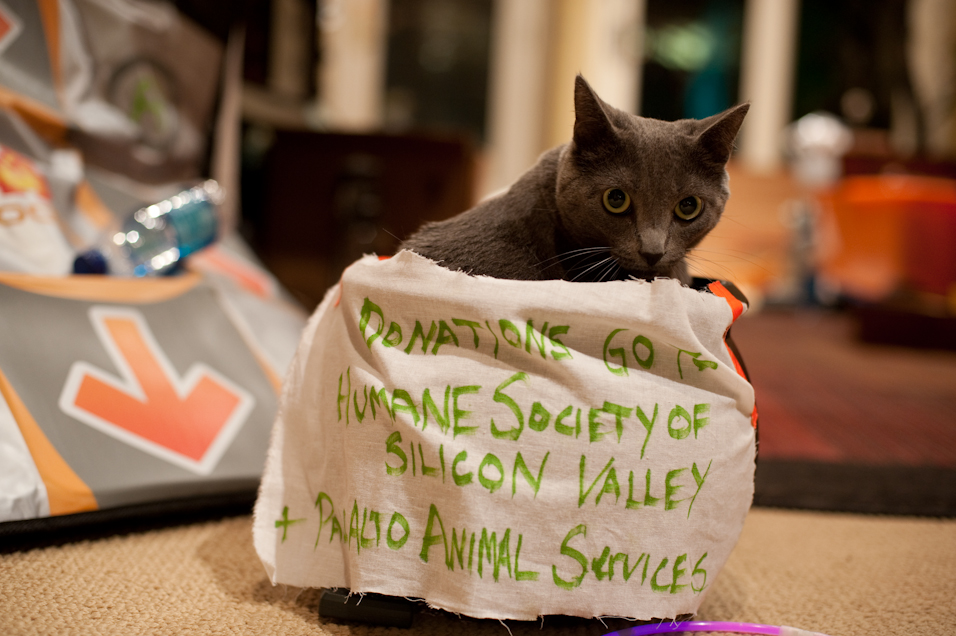 Indiana Says Save The Kitties
