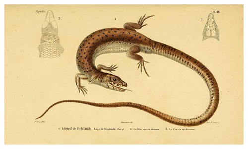012-Erpétologie générale ou Histoire naturelle complète des reptiles 1834