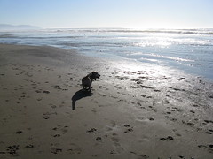 Clyde contemplates the ocean