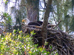 Eagle at Nest January 27, 2009