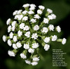 Bursting White Flower with Quote by Aldo Leopold