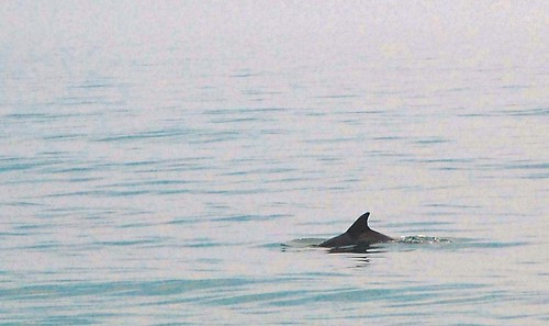 obx: dolphin
