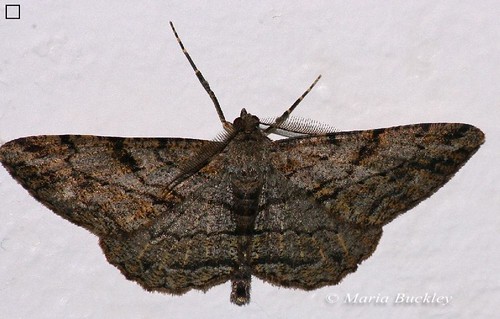 Moth at Night