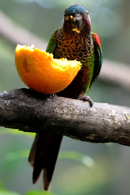 Parrot eating orange