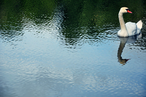 Swan:  July 13, 2009