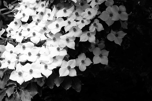 black and white pictures of nature. Black and white nature